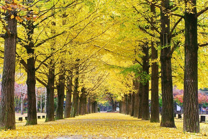 Full Day Private Tour Nami Island, Garden & Petite France - Petite France: A French-Themed Stop That Works Best for Photo Lovers