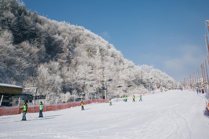 [Private Tour] Nami Island & Snow Viewing and Snow sled (More Members Less Cost) - A Seoul-to-Winter Route: Why the Private Format Works