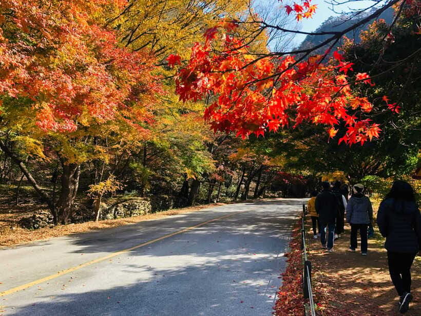 Seoul: Autumn Foliage - Mt. Naejang + Jeonju Hanok Village - Timing Inside the Day: Getting the Best of Both Places