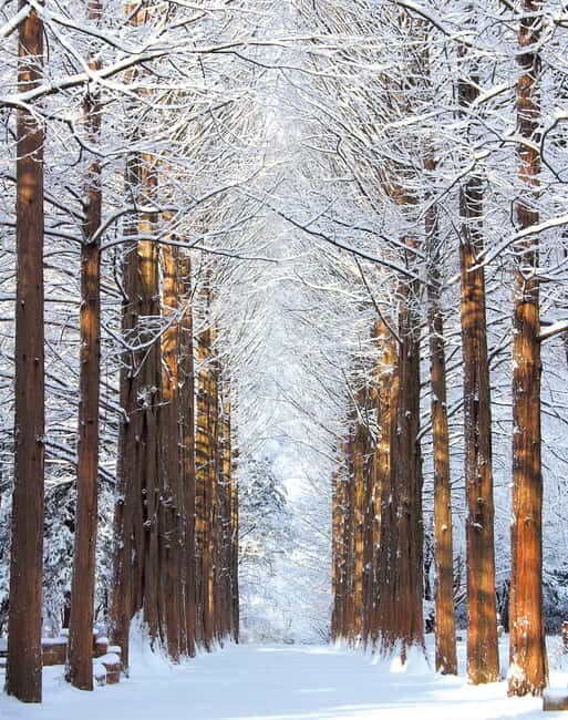 Seoul: Eobi Ice Valley, Alpaca World, Nami Island and More - Who should book this winter day (and who should hesitate)