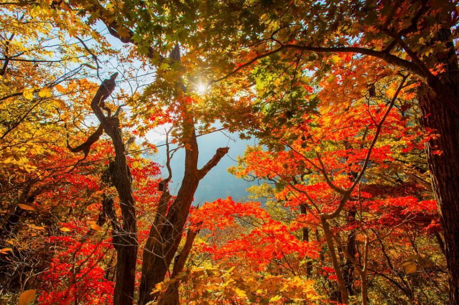 Seoul: Naejangsan National Park Autumn Foliage One Day Tour - Price and value: what $46 gets you (and what it doesn’t)