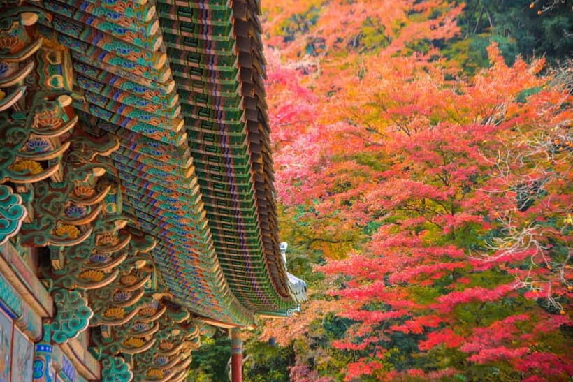 Seoul: Naejangsan National Park Autumn Foliage One Day Tour - Who should book this Naejangsan one-day tour?