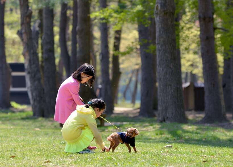 Seoul: Nami Island & Petite France Tour with Railbike Option - What kind of traveler should pick this tour