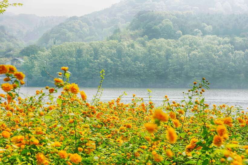 Seoul: Nami Island & Petite France Tour with Railbike Option - Timing wrinkles: winter add-ons and weather reality